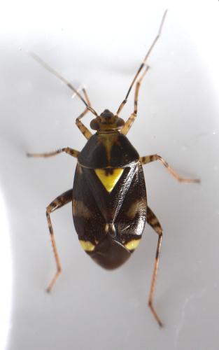 Liocoris tripustulatus